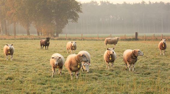 Schapen in de Wolfstraat - Overpelt