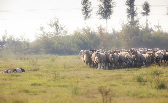 Schapen op de Balendijk - Lommel