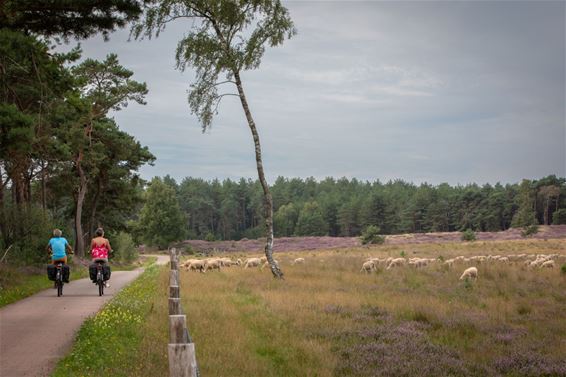 Schapen op de Blekerheide - Lommel
