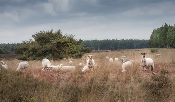 Schapen op de Blekerheide - Lommel