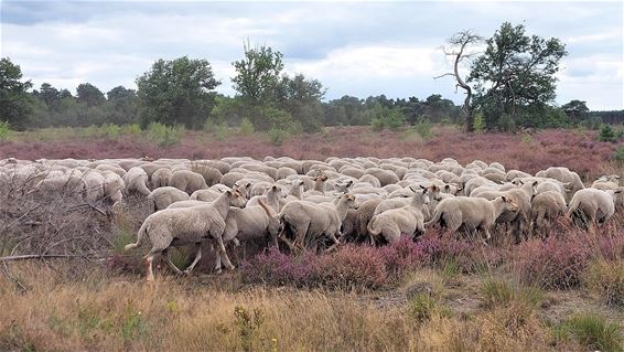 Schapen op de heide - Hamont-Achel