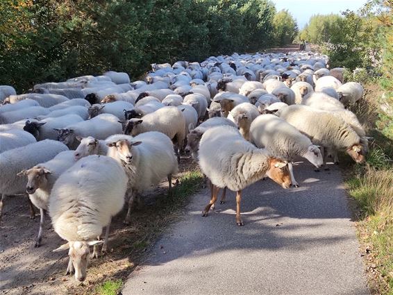 Schapen op de Leenderheide - Hamont-Achel