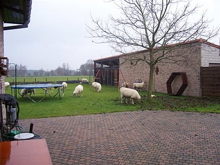 Schapen op het gazon - Neerpelt