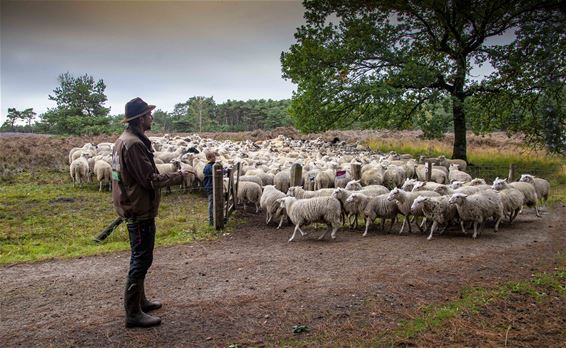 Schapen op terugtocht - Lommel