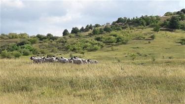 Schapen terug op de terril - Beringen