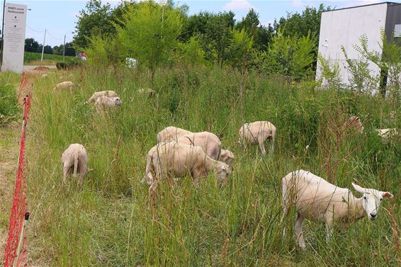 Schapen voor duurzaam groenbeheer - Pelt