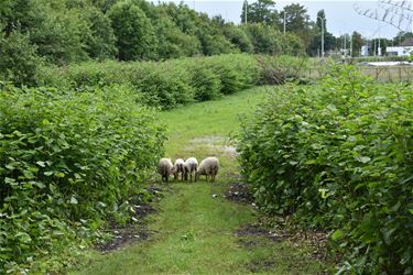 Schapen zorgen voor natuurlijke begrazing in Bree - Bree