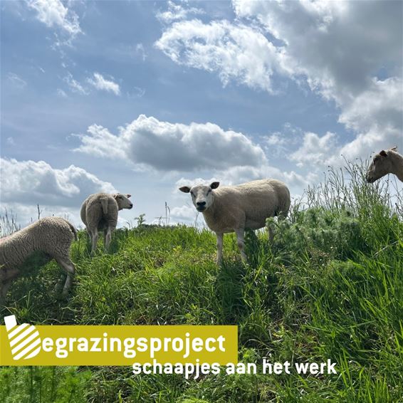 Bree - Schapen zorgen weer voor natuurbeheer