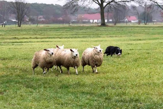 Schapendrijven aan de Kleine Hof - Pelt