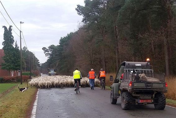 Schapenkudde - mét bezemwagen - Overpelt