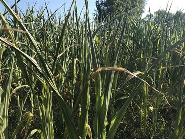 Schattingscommissie landbouwschade in werking - Beringen