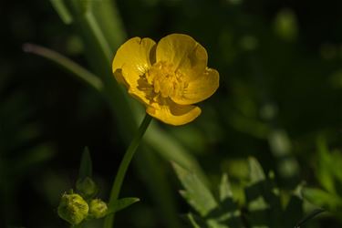 Scherpe Boterbloem - Beringen