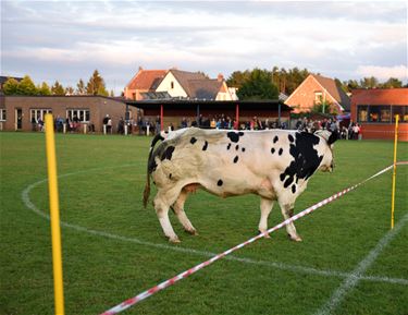 Schijt je rijk bij Flandria Paal - Beringen