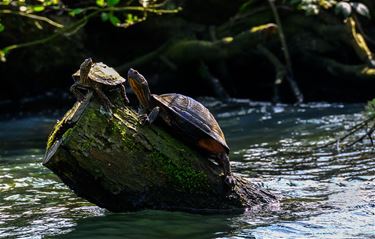 Schildpadden aan de Paalse Plas - Beringen