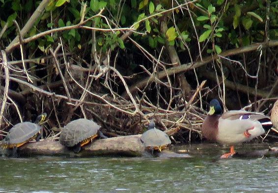 Schildpadden uitgezet in het Hageven - Neerpelt