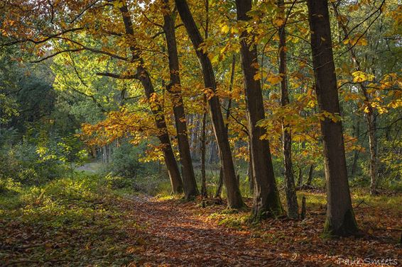 Schoonheid in de herfst - Pelt