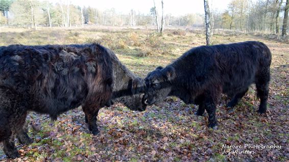 Schotse hooglanders op de Resterheide - Hechtel-Eksel