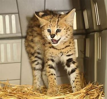 Serval ontsnapt in Ned. Limburg