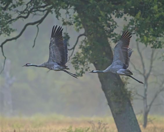 Sierlijke kraanvogels - Beringen
