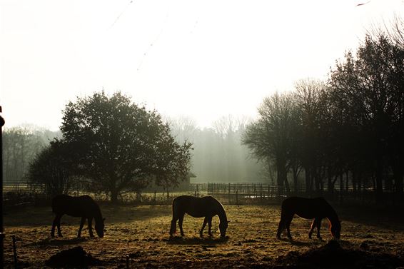 Silhouettes - Lommel