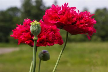 Slaapbol (Papaver Somniferum) - Beringen