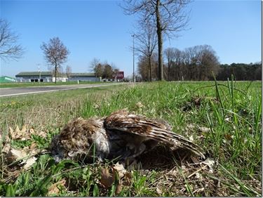 Slachtoffer van het verkeer - Peer