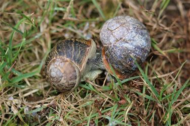 Slakken in de tuin - Beringen