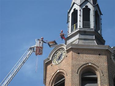 Slechtvalkkast op kerktoren Beringen - Beringen