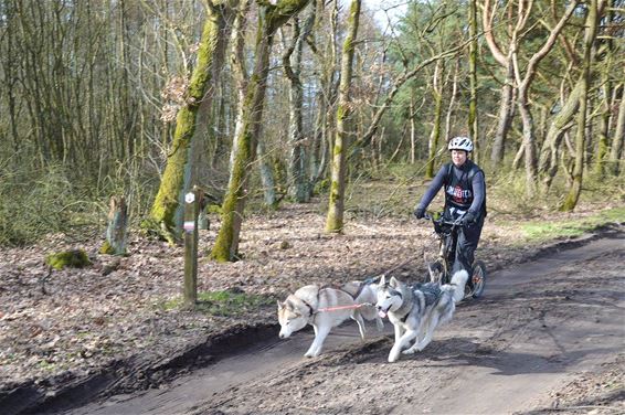 Sledehondensportwedstrijd - Lommel