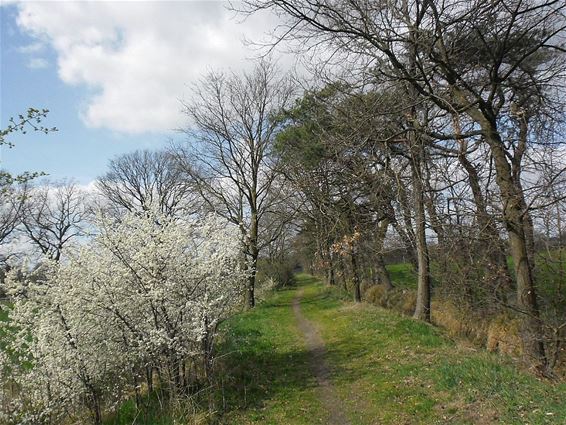 Sleedoorn in bloei - Pelt