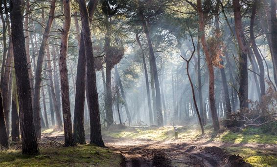 Smachtend naar de lente - Lommel