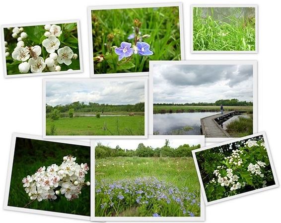 Smeetshof 'natuurgebied van de maand' - Bocholt