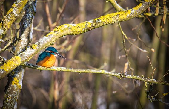 Sneeuw blijft liggen, foto's blijven komen - Lommel