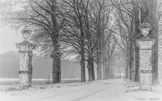 Sneeuw: de Witherendreef... - Pelt