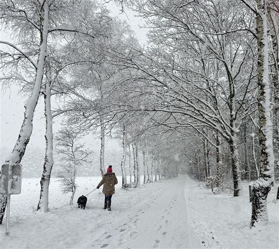 Sneeuw, dus... - Pelt