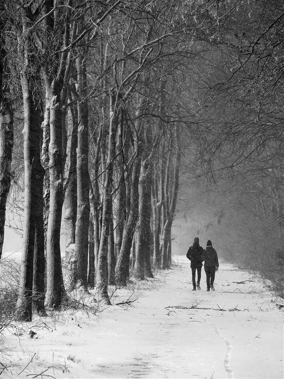 Sneeuw: Heesakkerheide - Pelt