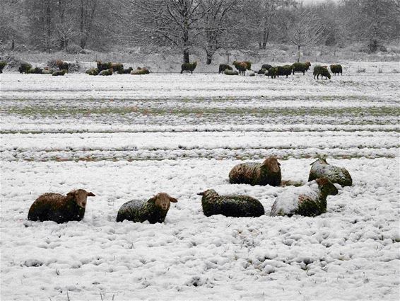 Sneeuw in het Hageven - Pelt