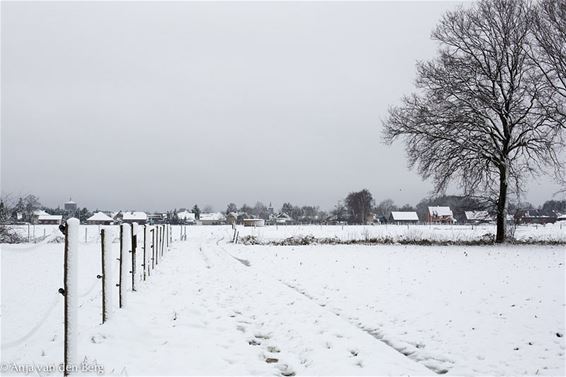 Sneeuw in Kattenbos - Lommel