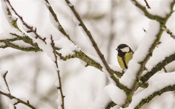 Sneeuw in onze stad - Lommel