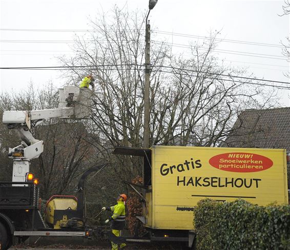 Snoeien voor meer licht - Neerpelt