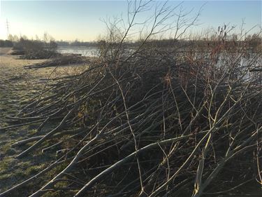 Snoeiwerken aan de Paalse Plas - Beringen