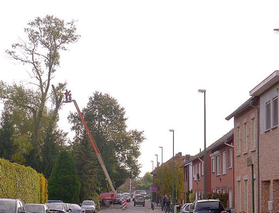 Snoeiwerken in de Slagmolenstraat - Neerpelt