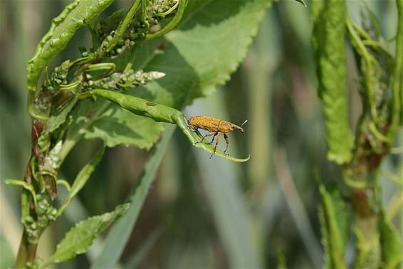 Snuiten in de natuur - Neerpelt