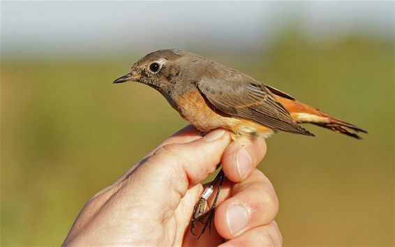 Sommige vogels zijn ware atleten - Lommel