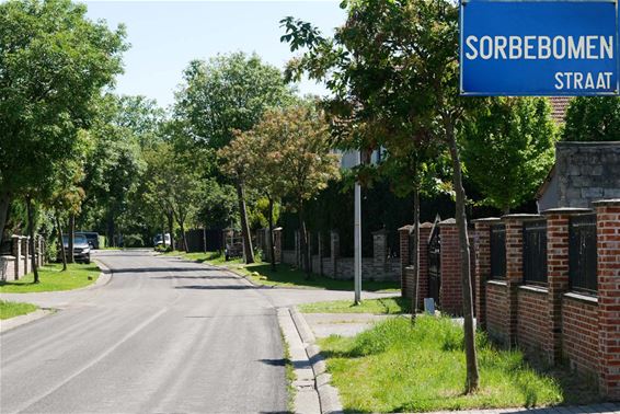 Sorbebomenstraat - Beringen