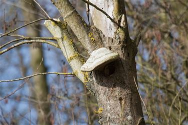 Spechthol met afdak - Beringen