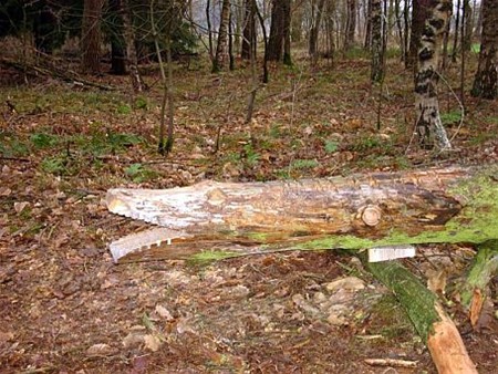 Speelbos bij Kettingbrug heringericht - Hamont-Achel