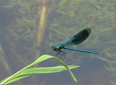 Speelse juffers aan de Dommel - Peer