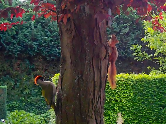 Speeltijd in de tuin - Lommel
