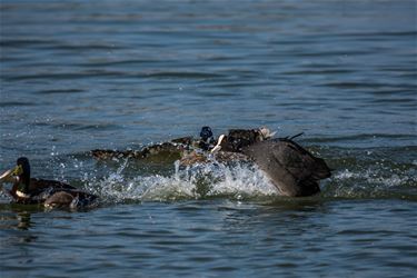 Spetterend leven aan de Paalse Plas - Beringen